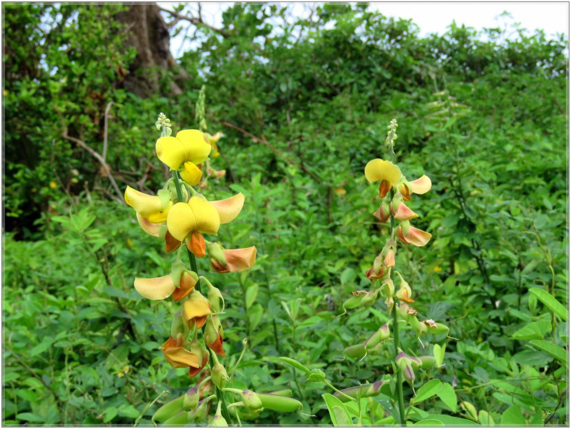 FLEURS  VENUS  D'AILLEURS 