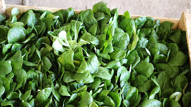 Légumes du mois d'Avril