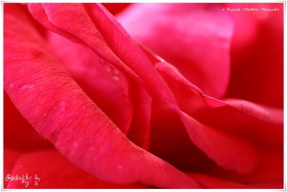 Fleurs d'un jardin des Landes en Septembre