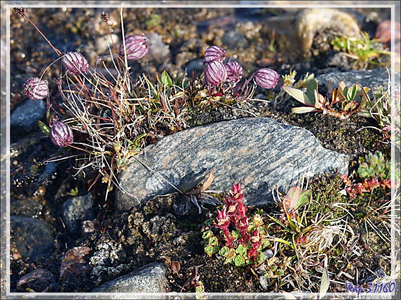 Silène de l'Oural, Nodding campion, Mountain campion, Pulluiujuit (Silene uralensis ssp. arctica) - Craig Harbour - Terre d'Ellesmere - Nunavut - Canada