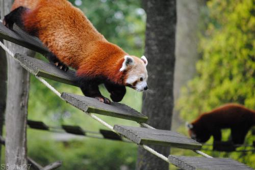 (20) Le Panda Roux.