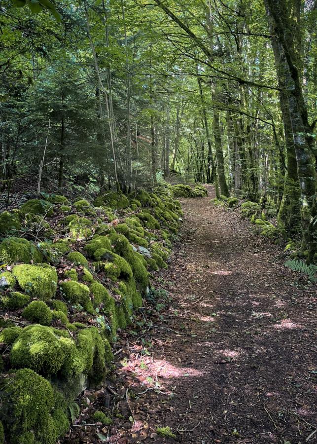 forêt