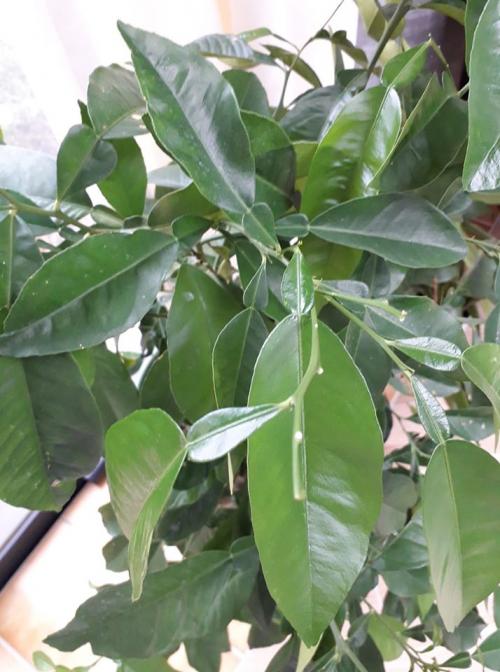 Arbre fruitier  ; Citronnier