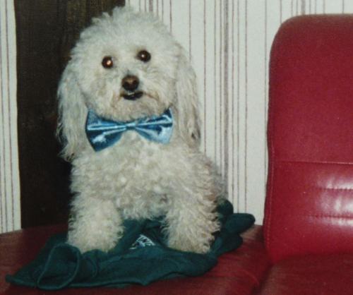 La ronde des toutous : mon Caniche-Toy