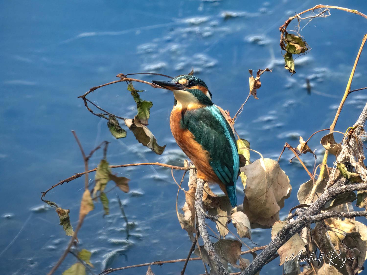 Martin-Pêcheur d'Europe