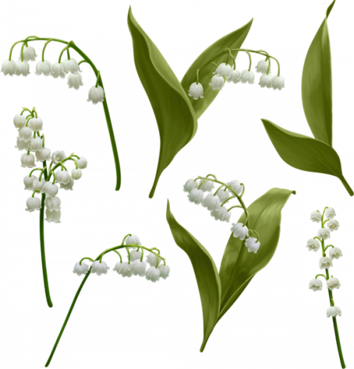 joli muguet