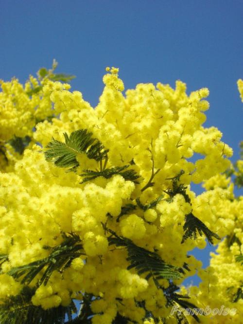 Mimosa en fleur à Pornic février 2017