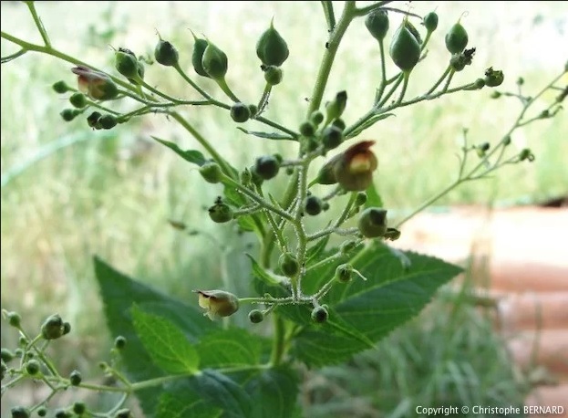 Scrofulaire Scrophularia nodosa