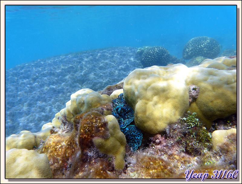 Bénitier turquoise dans son environnement - Atoll de Fakarava - Tuamotu - Polynésie française