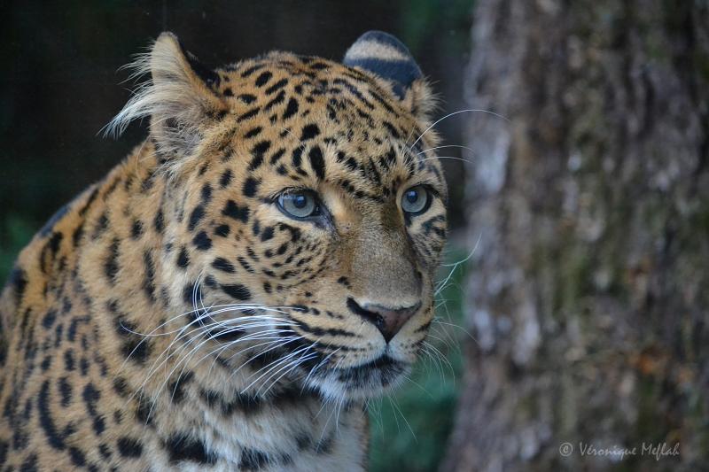 La Ménagerie, le zoo du jardin des Plantes : Leïla et Tao, Panthères de Chine