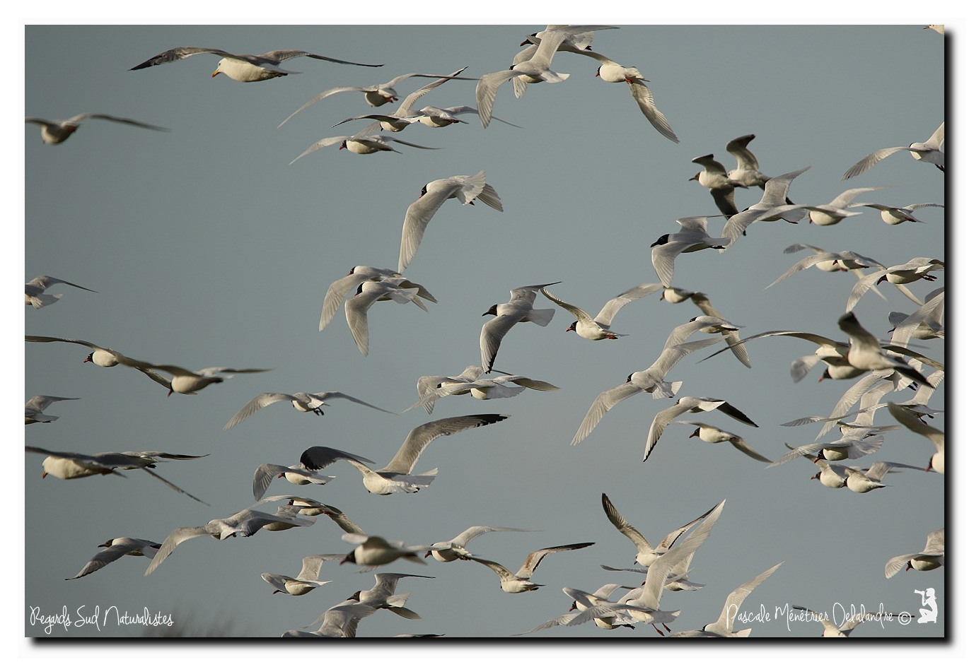 Mouettes mélanocéphales, Mouettes rieuses et Goélands Leucophées
