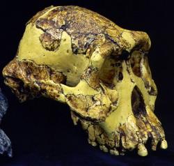 Prémices de l'Humanité en Afrique