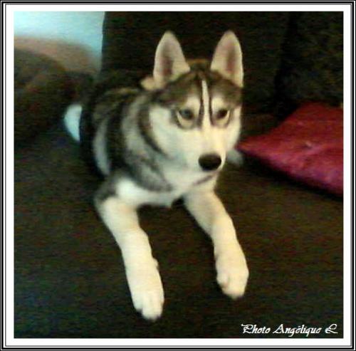 Jeska (5 mois)