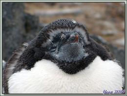 Les "pingouins rouges" vont rejoindre leur navire après avoir pris une dernière photo d'un Manchot Adélie en pleine mue - Gourdin Island - Péninsule Antarctique