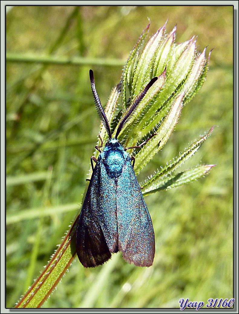 Papillon Turquoise de la globulaire (Jordanita globulariae ???) mâle - Lartigau - Milhas - 31