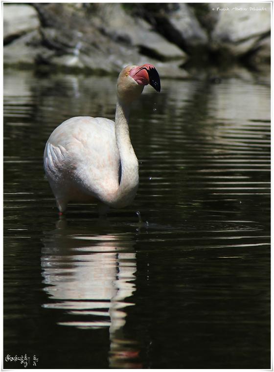 Flamant rose - Phoenicopterus roseus - Greater Flamingo
