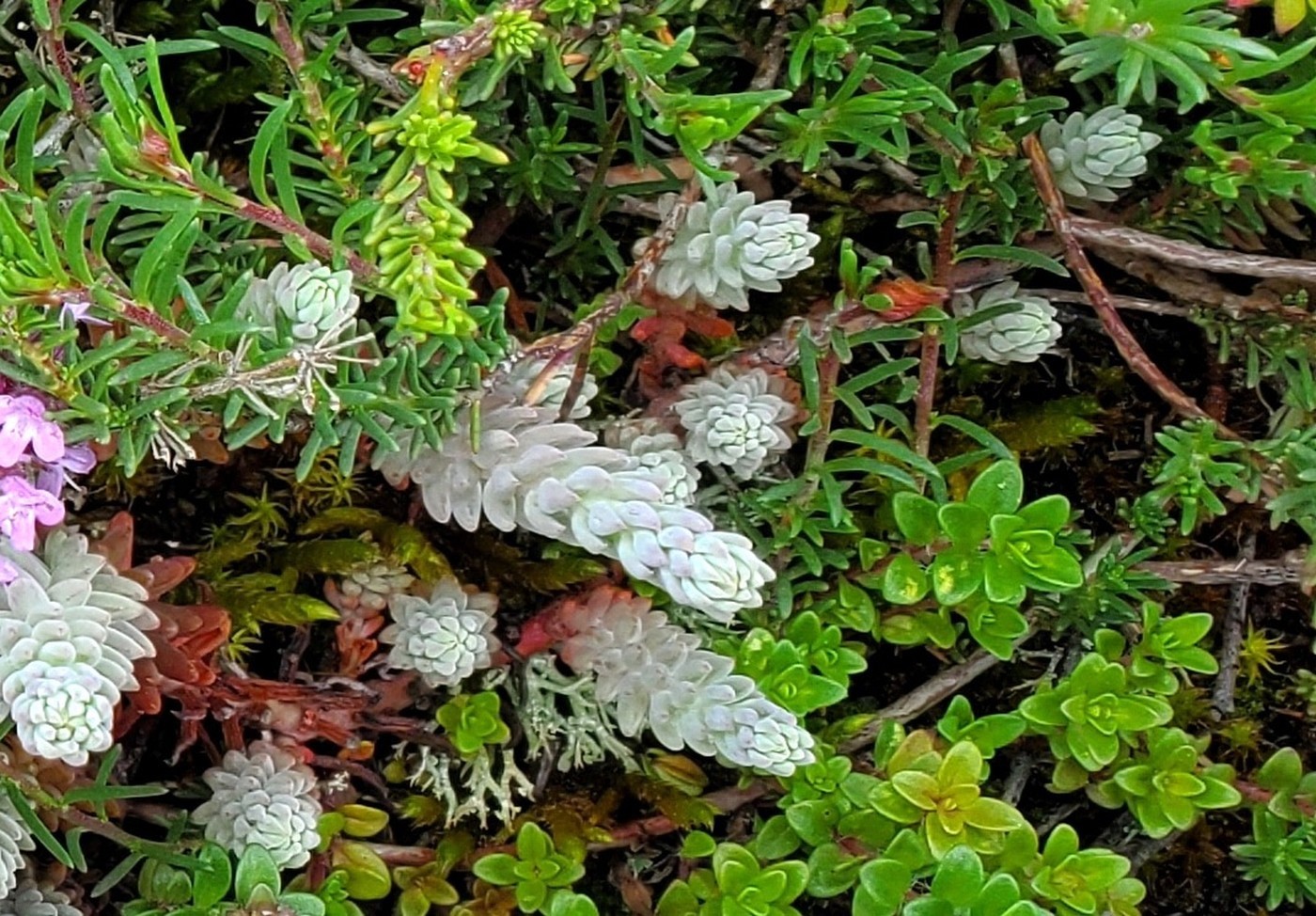 Le Fierloz : les fleurs