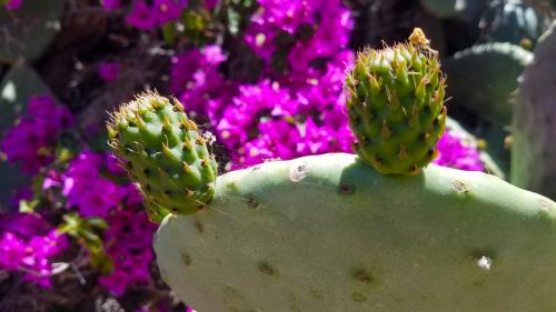 Le balcon posé sur la mer (11-2) à Μύκονoς. Le balcon du Samedi Saint