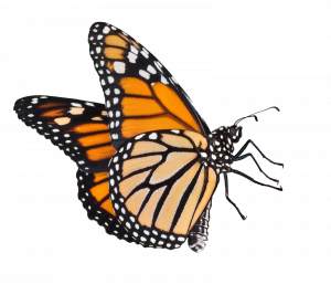 Programmation Monarch: définitions et  descriptions