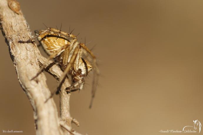 Araignée Lynx du genre Oxyopes  (peut-être lineatus)