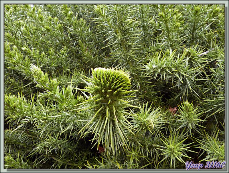 Trois plantes qui changent du tussock et de l'herbe bleue! - New Island - Falkland Islands, Iles Malouines, Islas Malvinas
