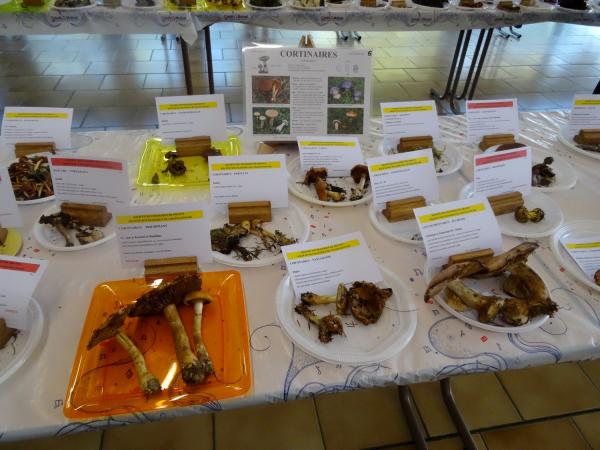 L'exposition de champignons présentée à la fin du Congrès National de Mycologie 2014 à Châtillon sur Seine