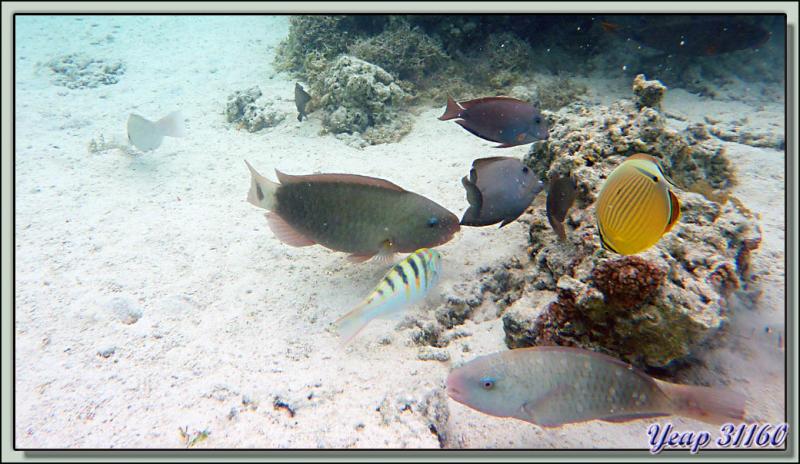 Plongée en apnée dans le lagon (2m50 d'eau maximum à marée haute) - Moorea - Polynésie française