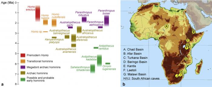 Prémices de l'Humanité en Afrique