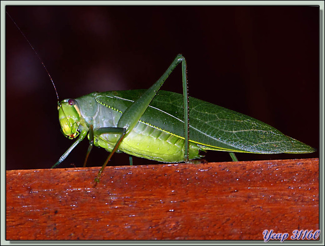 Blog de images-du-pays-des-ours : Images du Pays des Ours (et d'ailleurs ...), Petite promenade de nuit dans la forêt: sauterelles - Puerto Viejo de Sarapiqui - Costa Rica