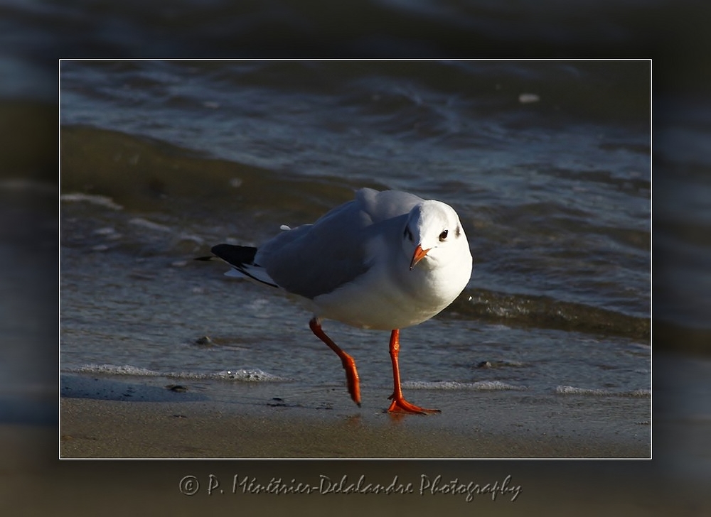 Mouette rieuse...
