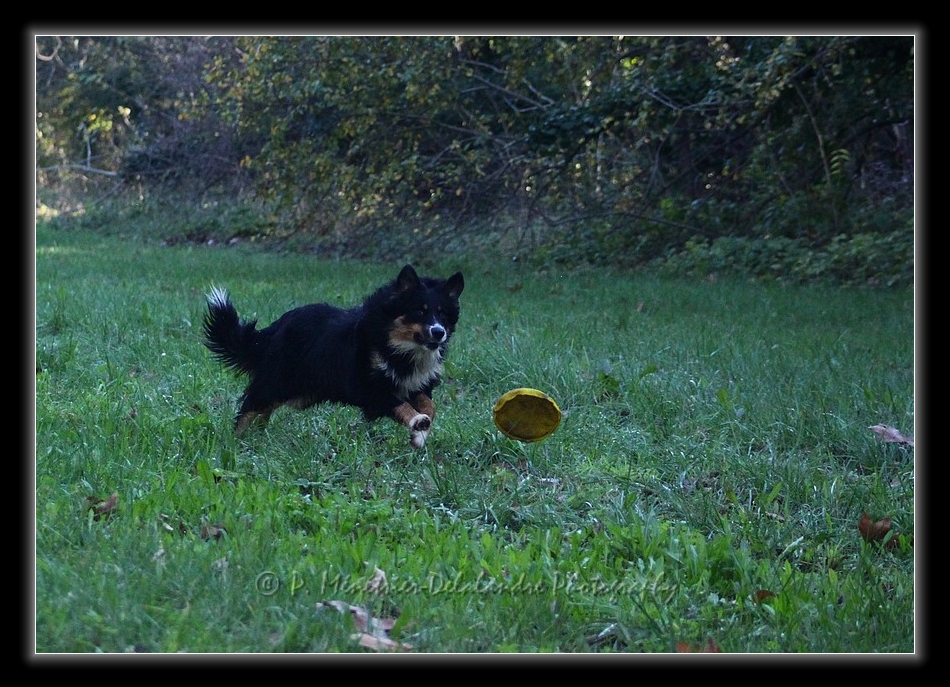 Apprentissage du Freezby-Dog...
