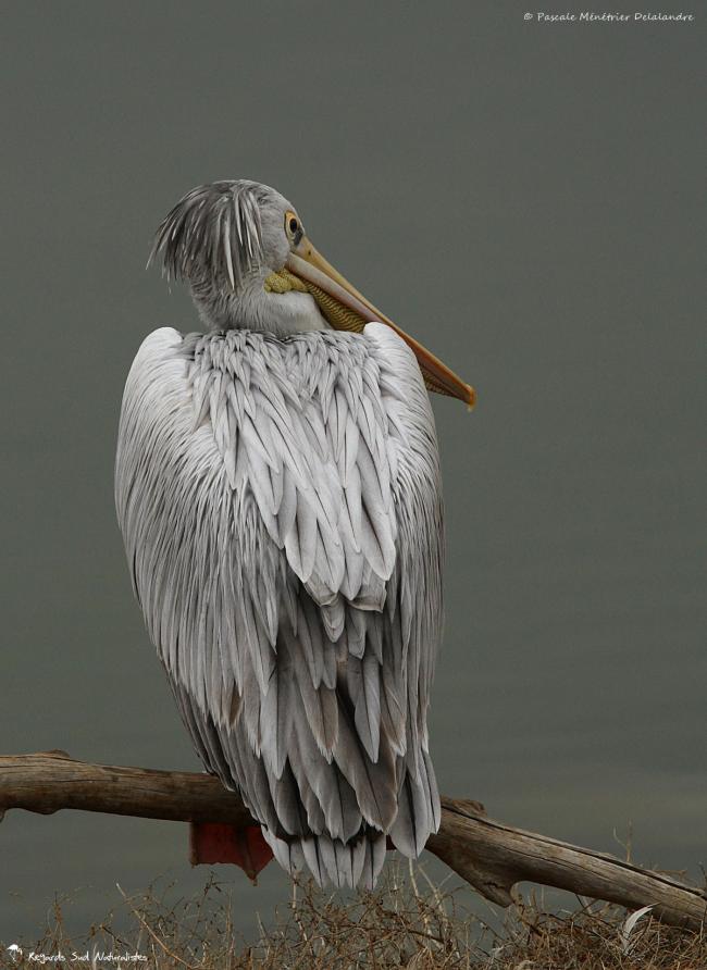 Pélican gris ou Pélican à dos rosé