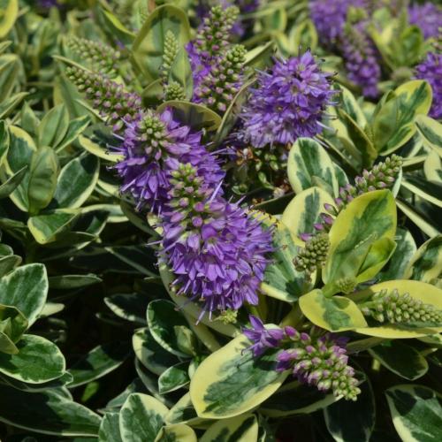 Fleurs cultivées : Véronique