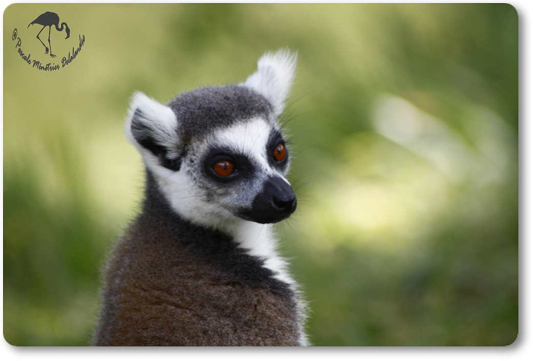 Portraits de Maki catta...