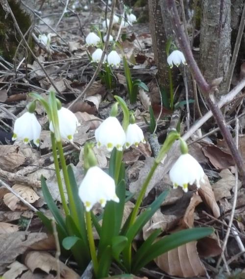 CR Randonnée vendredi journée du 4 Mars 2022 : l'Epion