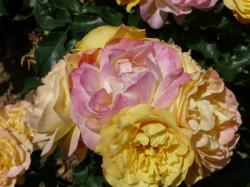 Un dimanche au parc  ... 