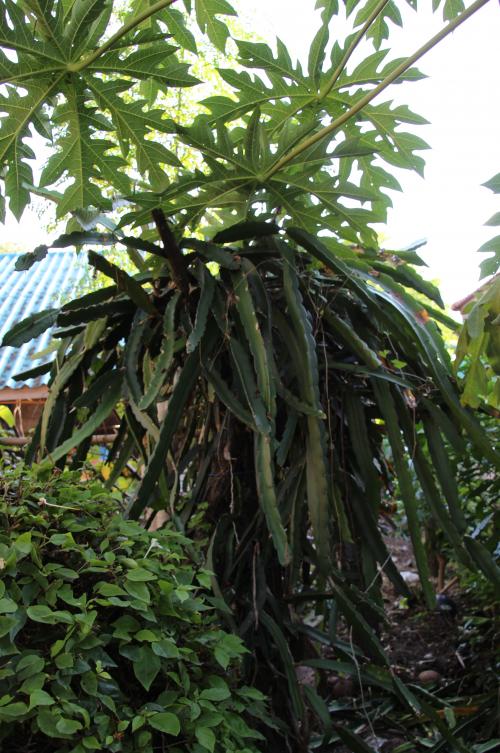 Fruits de Thaïlande