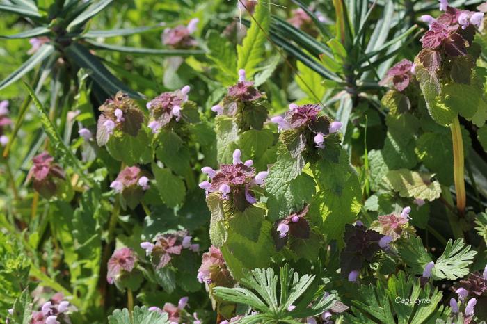 Aui jardin, le printemps s'emballe !