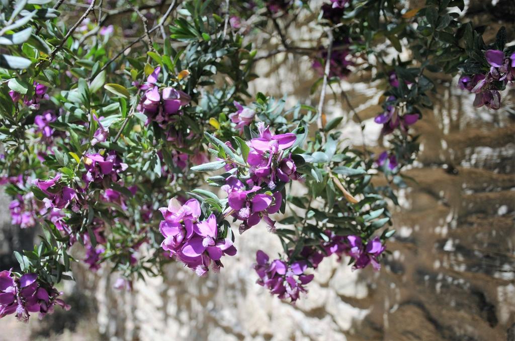 Les quelques fleurs rencontrées sur l'île de Porquerolles !
