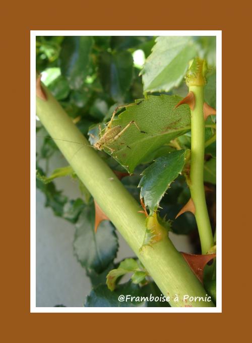 Le petit peuple de mon jardin 