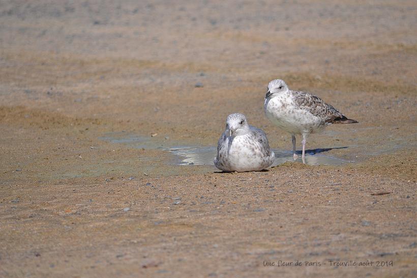 Trouville : Goéland argenté juvénile