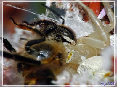 Suite : Araignée crabe Thomise enflée (Thomisus onustus) - Originaire de La Couarde - Île de Ré - 17