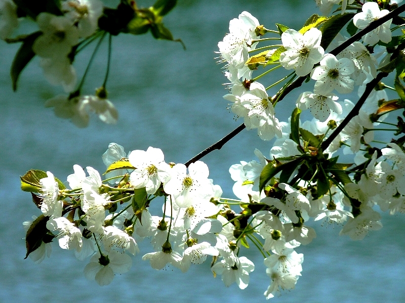 Metz / Un printemps Ying et Yang...