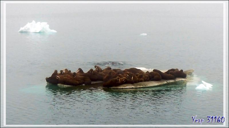 Une heure et demi après, rencontre avec une deuxième colonie de Morses, Walrus (Odobenus rosmarus) - Mer des Tchouktches - Alaska