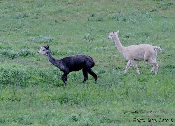 Cet été, des lamas ont brouté l'herbe autour du château de Rochefort sur Brevon !