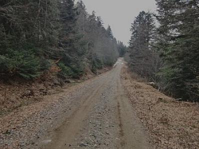 pisteforet2