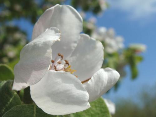 Arbre fruitier : Cognassier