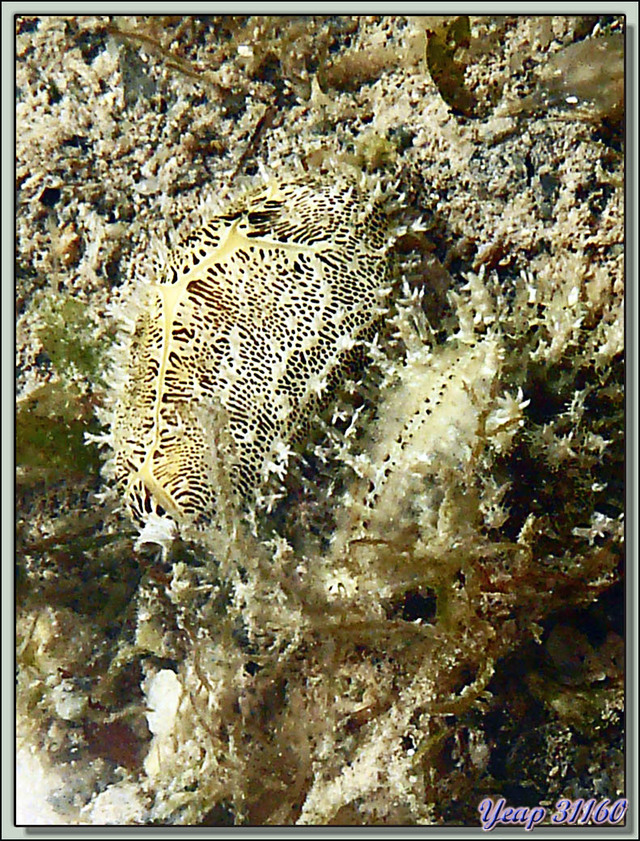 Blog de images-du-pays-des-ours : Images du Pays des Ours (et d'ailleurs ...), Journée "Robinson" à l'île Hermitage: Porcelaines Cypraea moneta emmitouflées, Rodrigues, Maurice