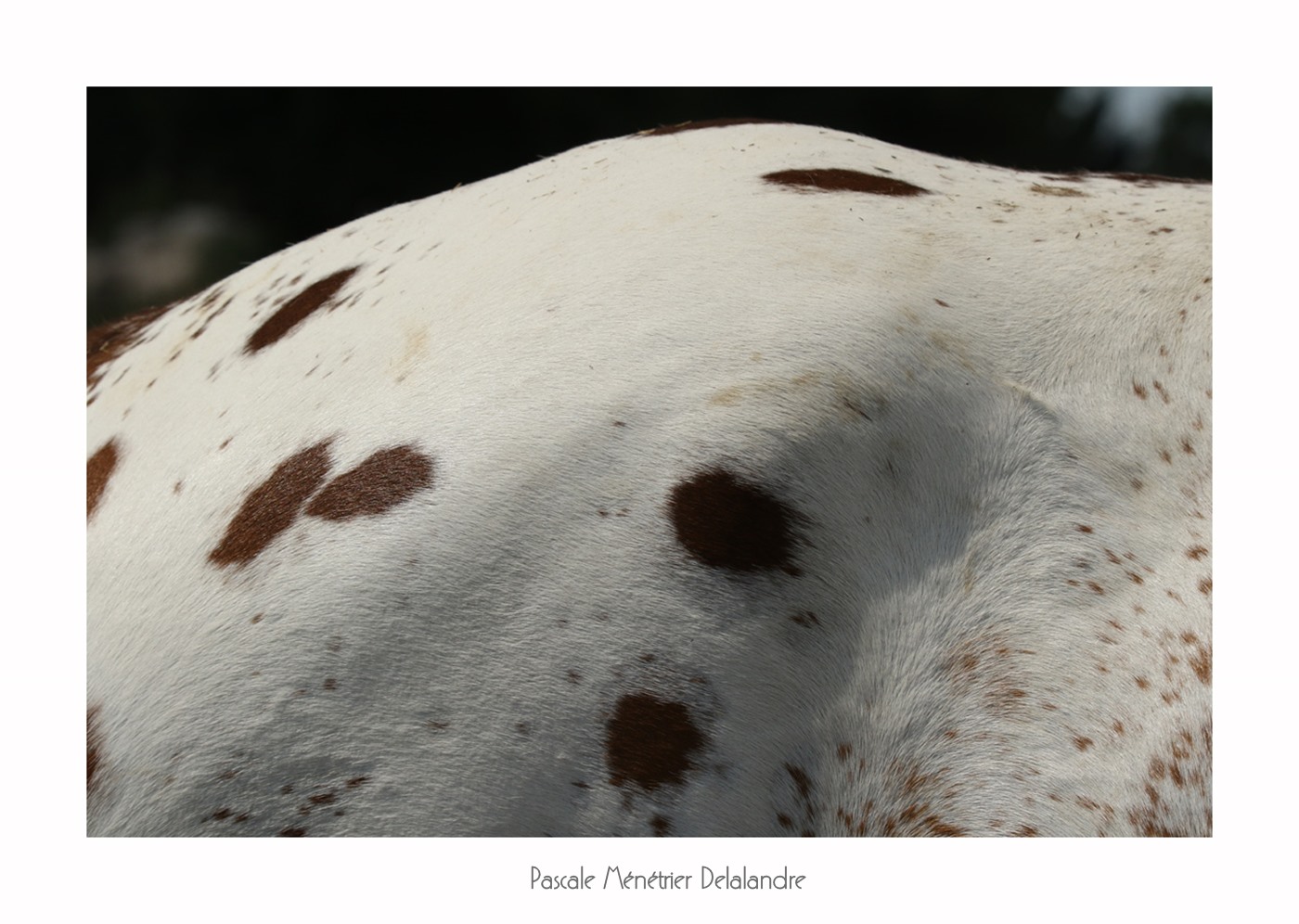 Appaloosa