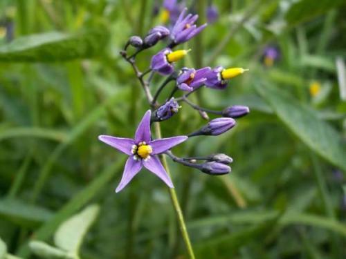 Fleurs sauvages et cultivées : Douce-amère